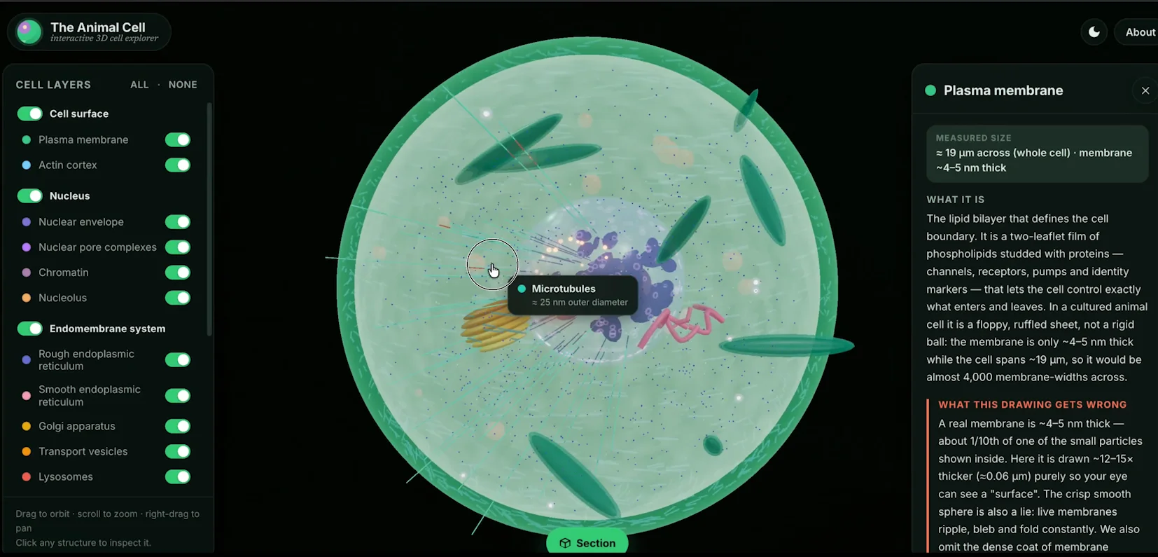 Interactive 3D biology cell explorer — generated by DeepSeek V4 Flash in one prompt